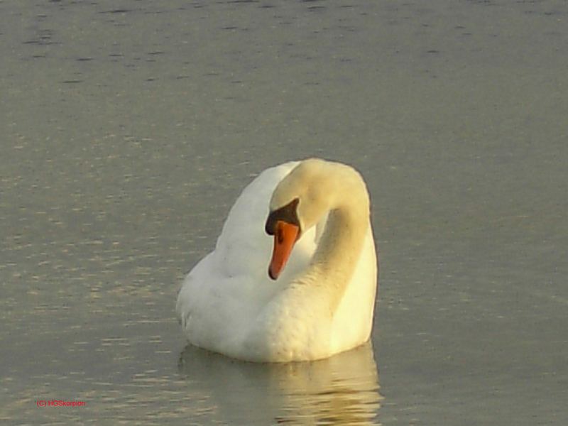 Schwan im Abendlicht