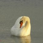 Schwan im Abendlicht