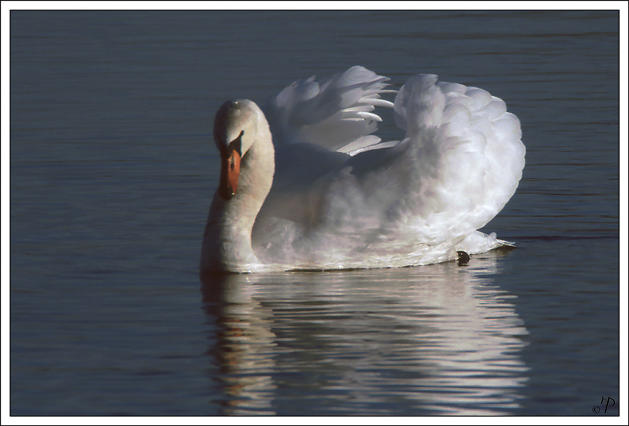 Schwan im Abendlicht