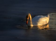 Schwan im Abendlicht