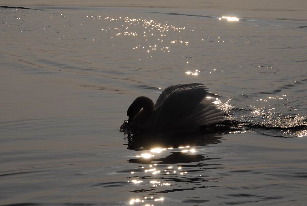 Schwan im Abendlicht