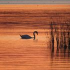 Schwan im Abendlicht