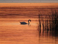 Schwan im Abendlicht