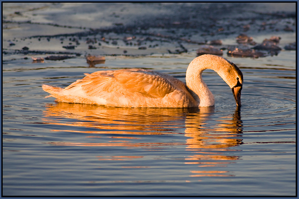 Schwan im Abendlicht