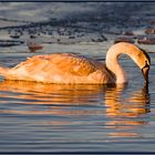 Schwan im Abendlicht