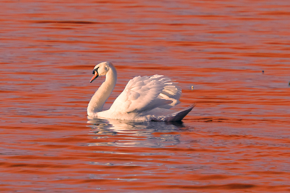 Schwan im Abendrot