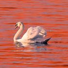 Schwan im Abendrot