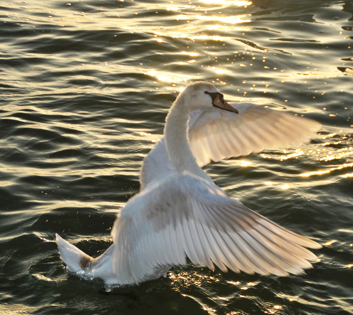 Schwan im Abendrot