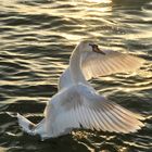 Schwan im Abendrot