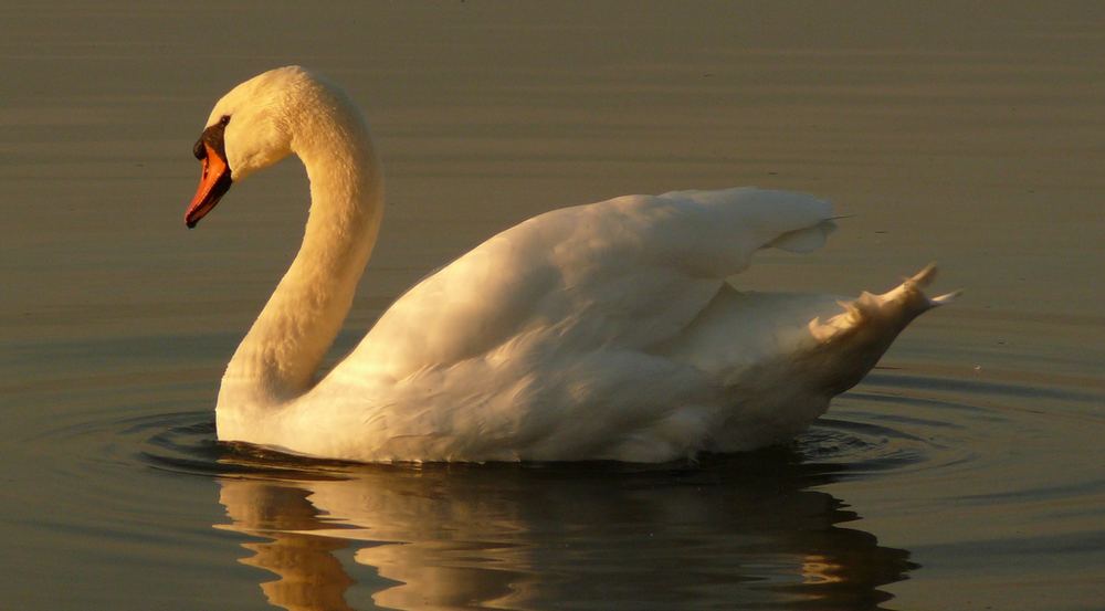 Schwan im Abendrot