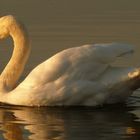 Schwan im Abendrot