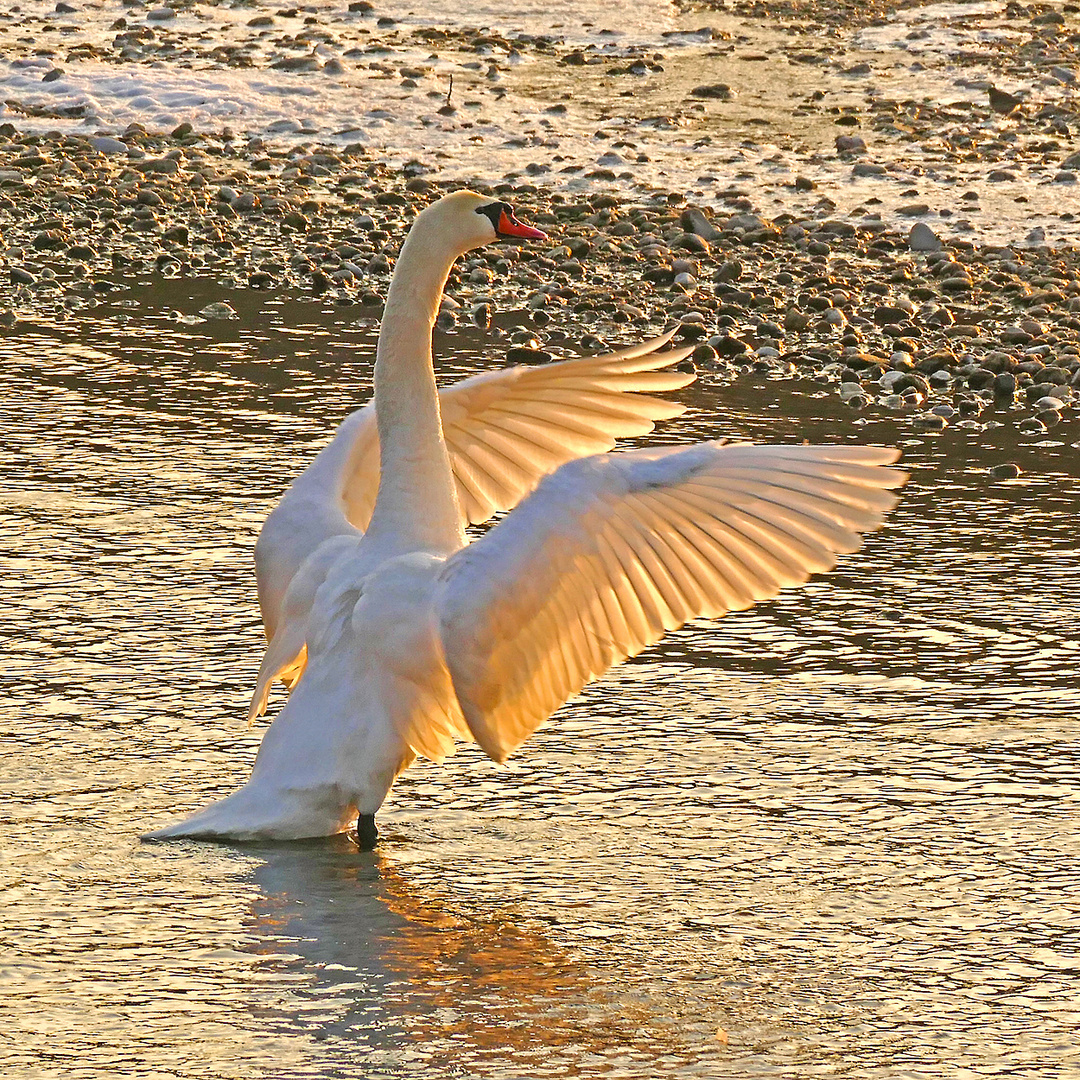 Schwan im Abendrot