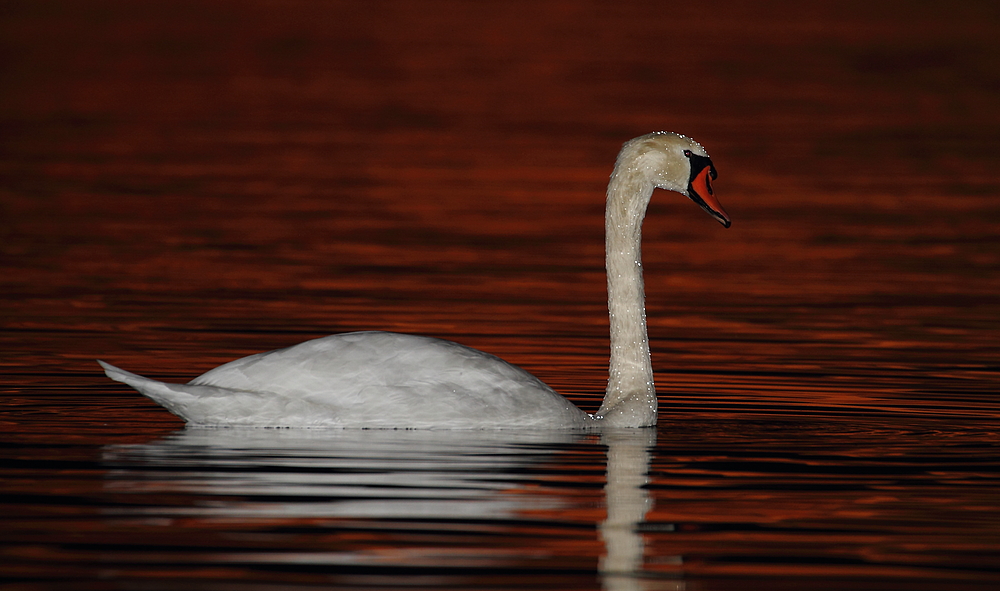 Schwan im Abendrot am Chiemsee