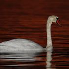 Schwan im Abendrot am Chiemsee