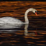 Schwan im Abendrot