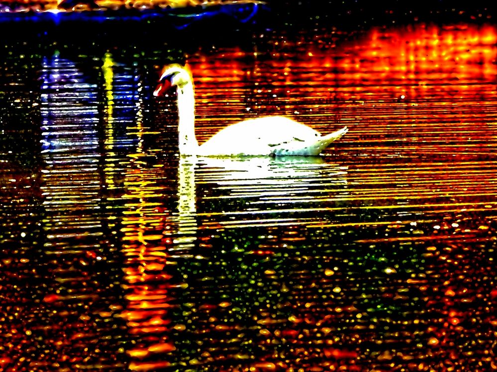 Schwan im Abendrot im Palmengarten-See