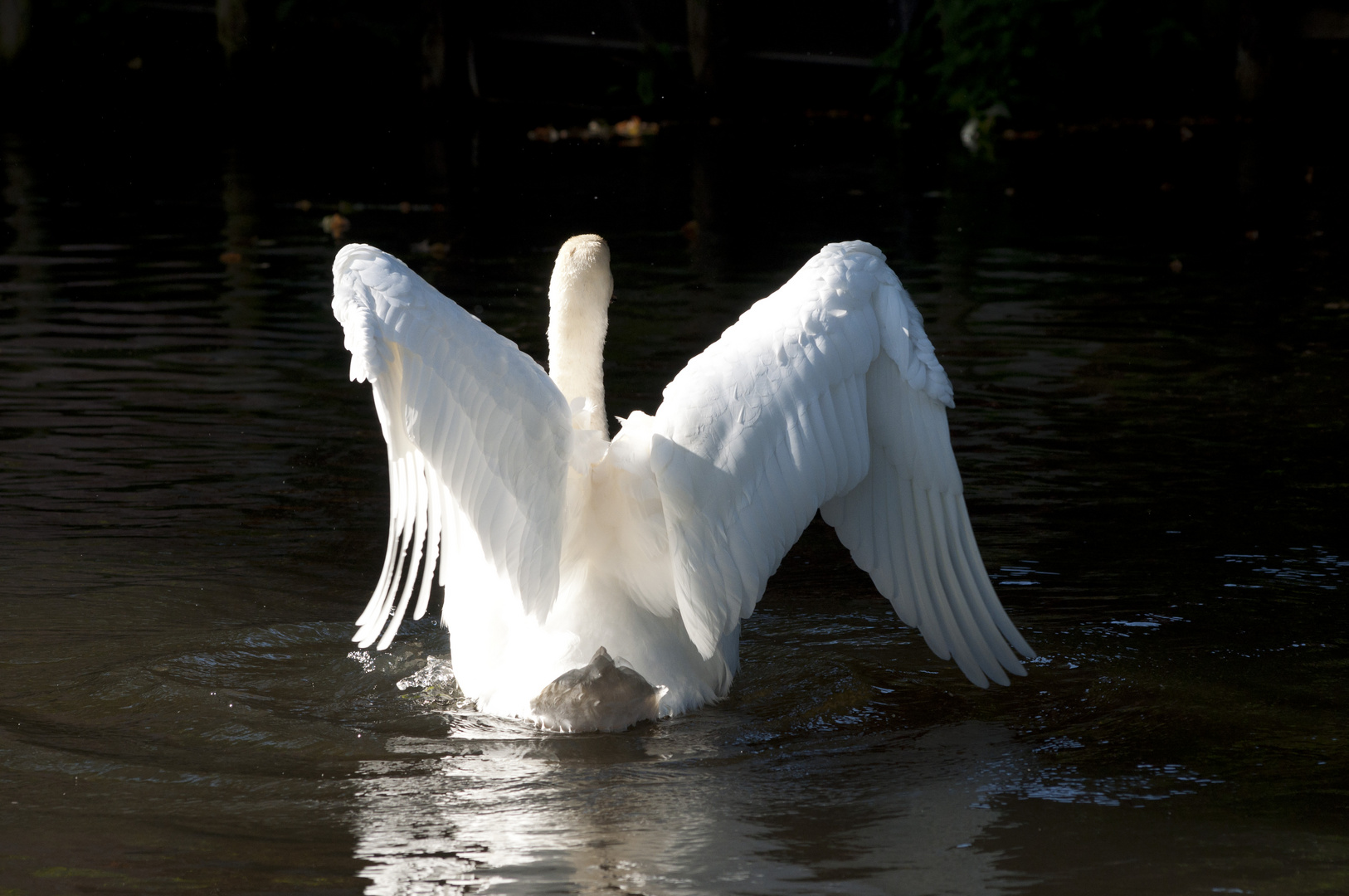 Schwan im Abflug