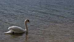 Schwan im Almsee