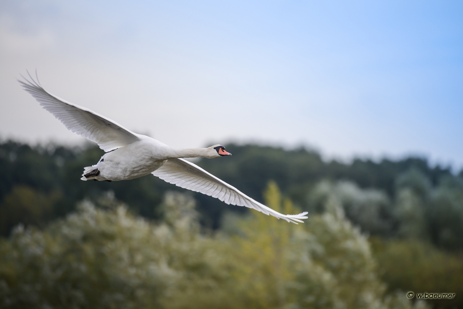 Schwan im Anflug