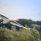 Schwan im Anflug