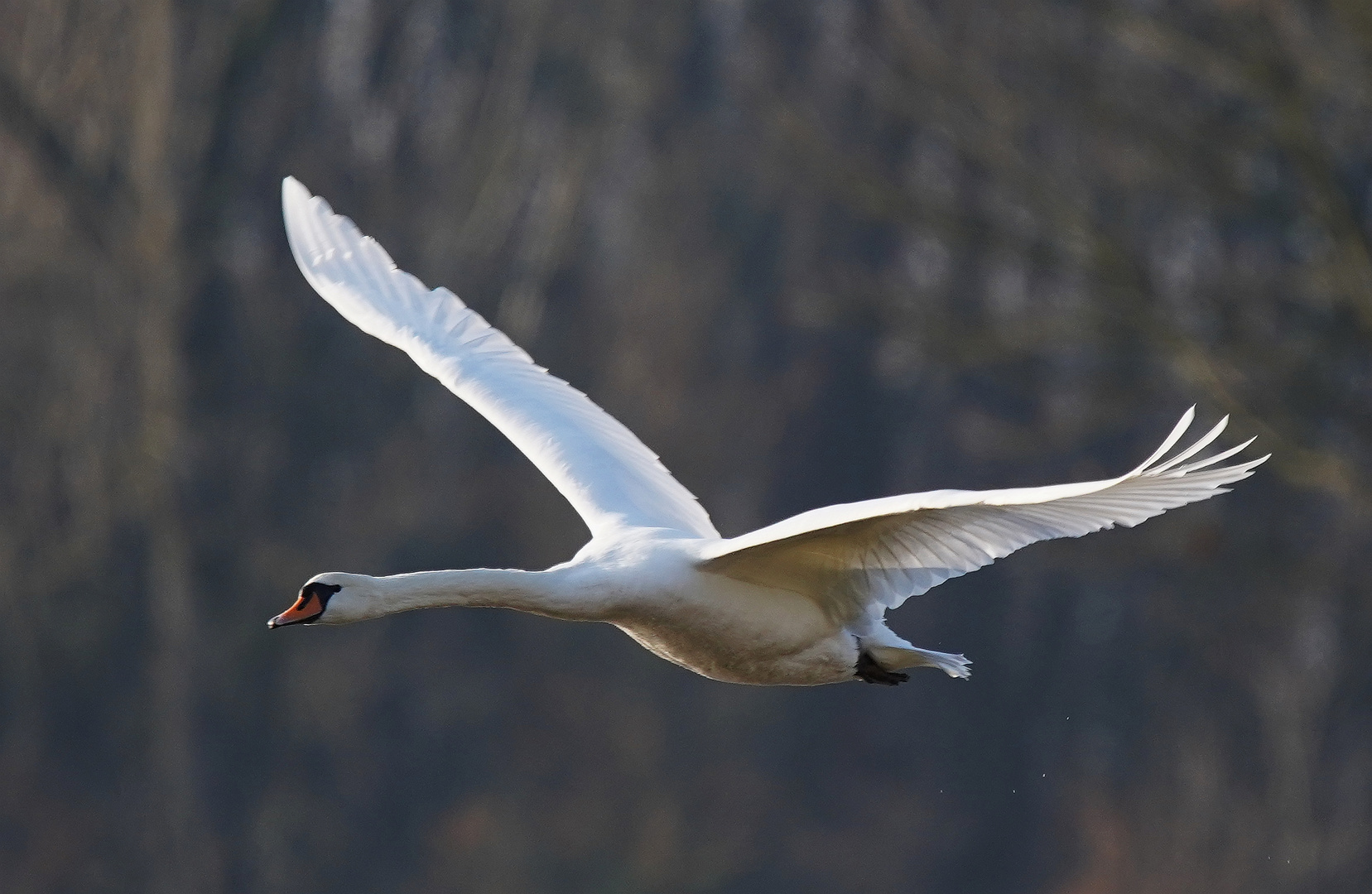 Schwan im Anflug.