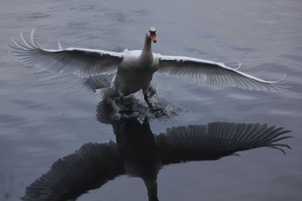 Schwan im Anflug