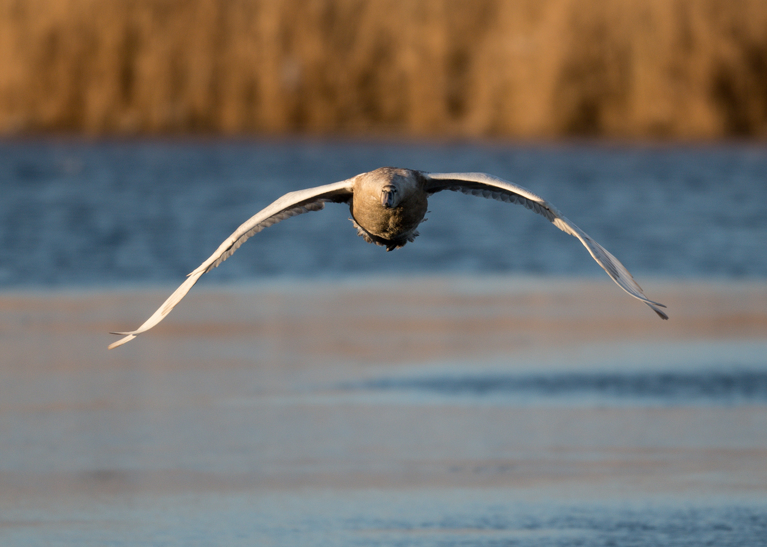 Schwan im Anflug