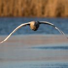 Schwan im Anflug