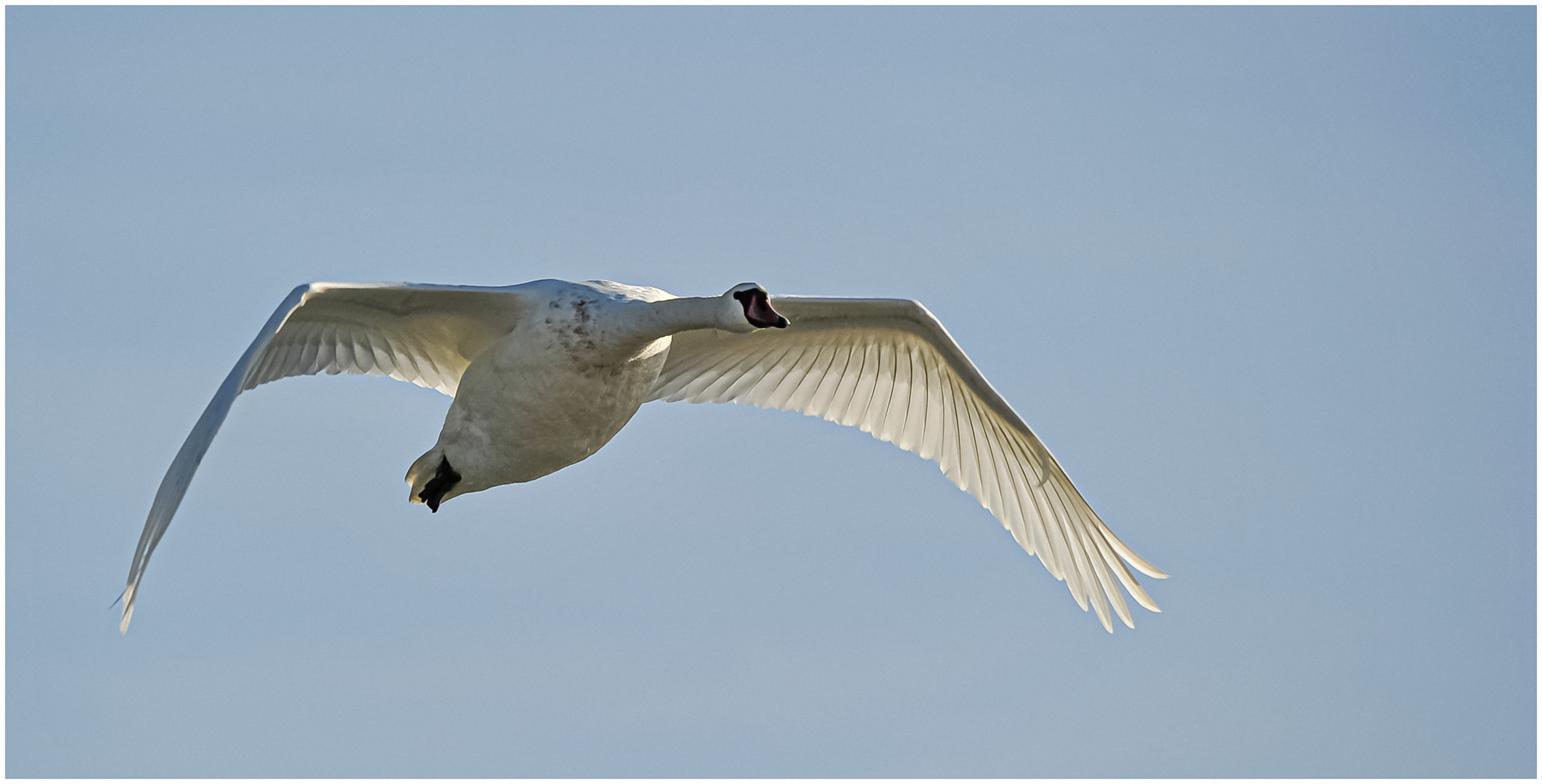 Schwan im Anflug