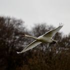 Schwan im Anflug