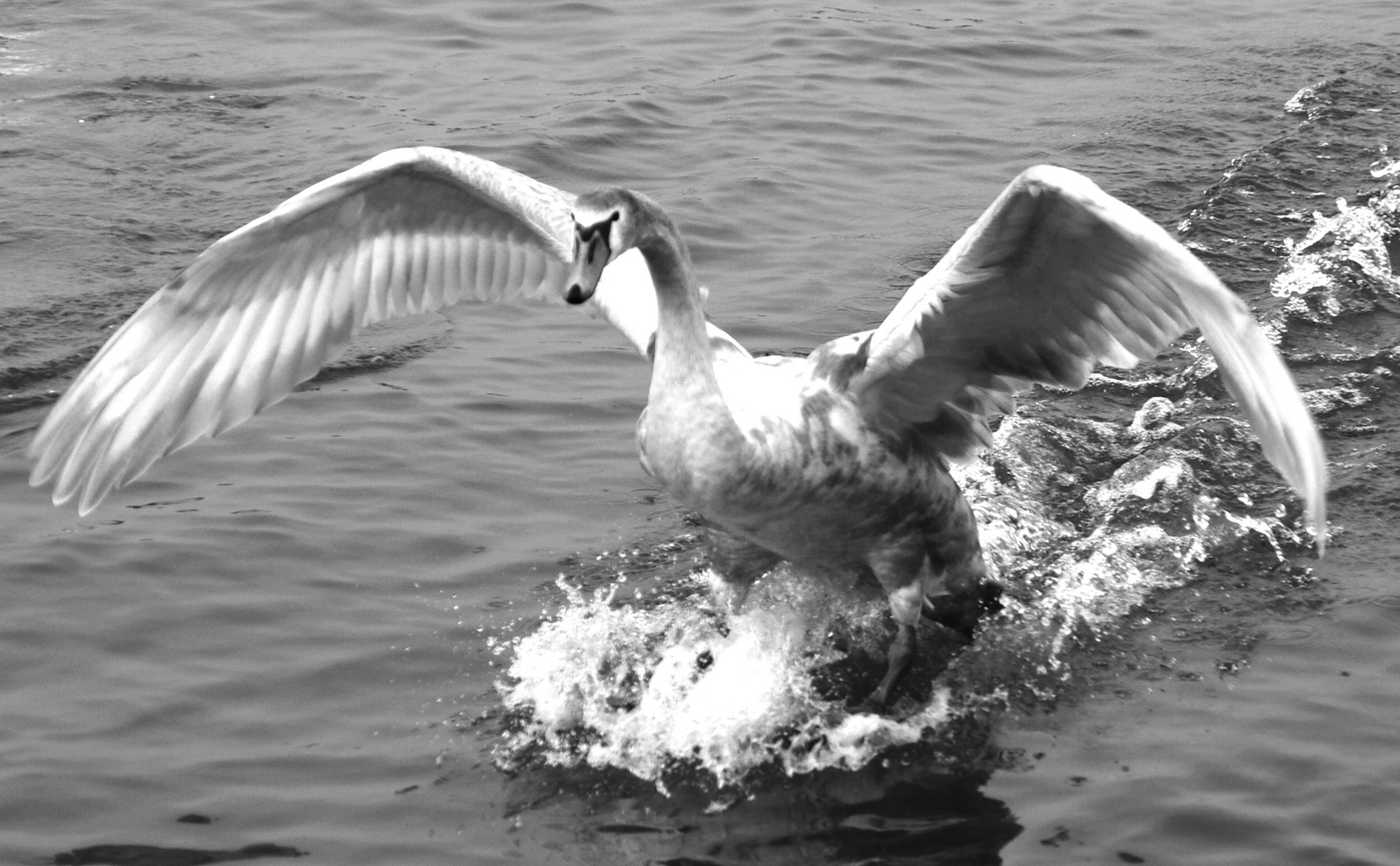 Schwan im Anflug