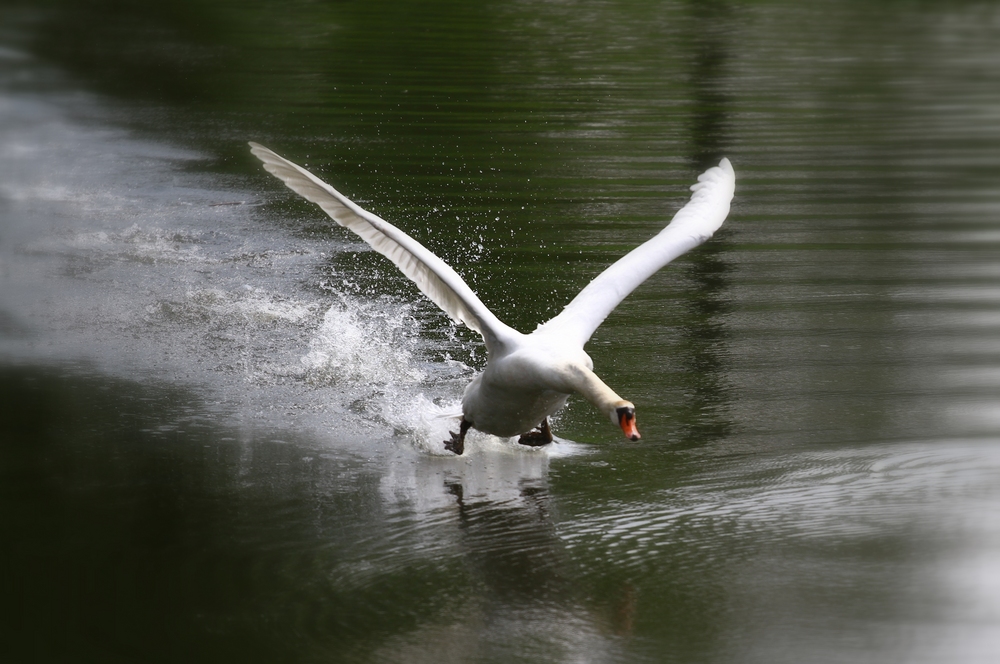 Schwan im Anflug