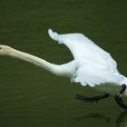 Schwan im Anflug