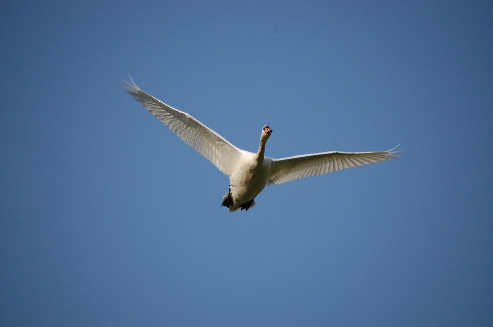 Schwan im Anflug