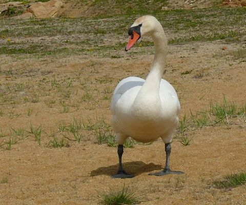 Schwan im Angriff