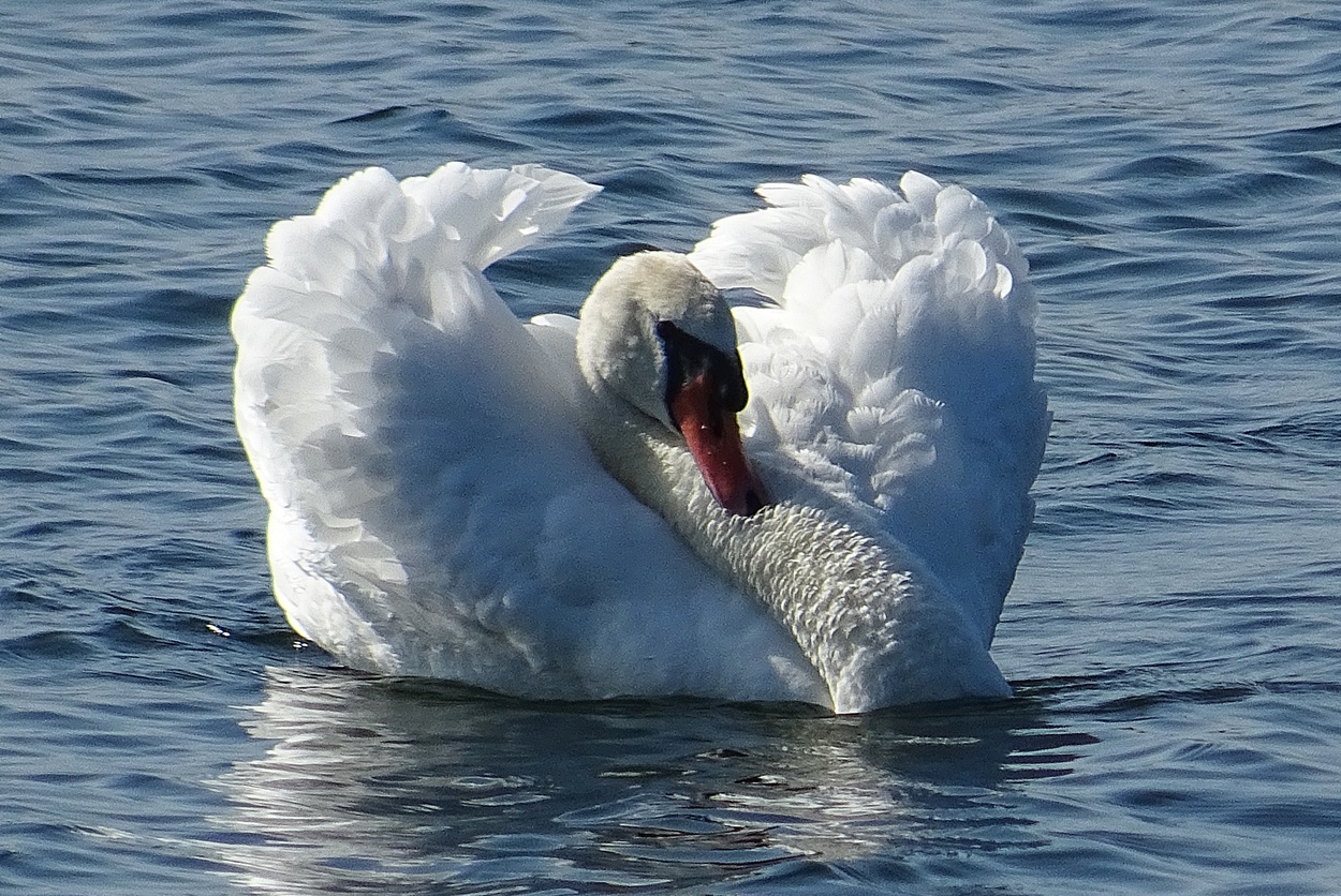 Schwan im angriff