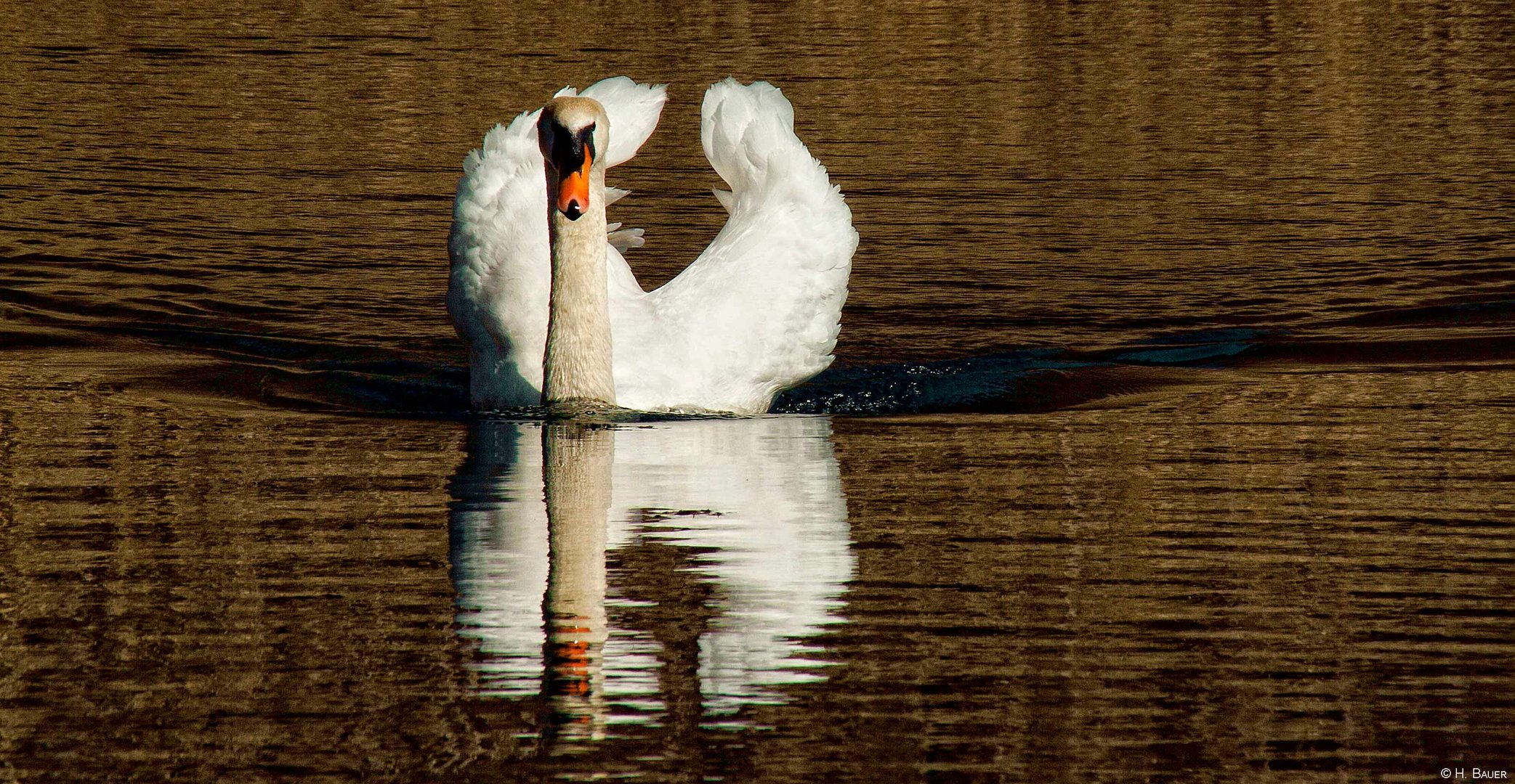 Schwan im Anmarsch....