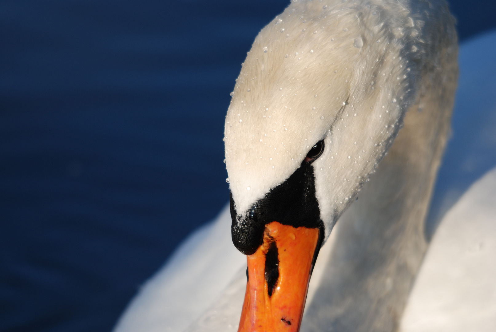 Schwan im Auensee