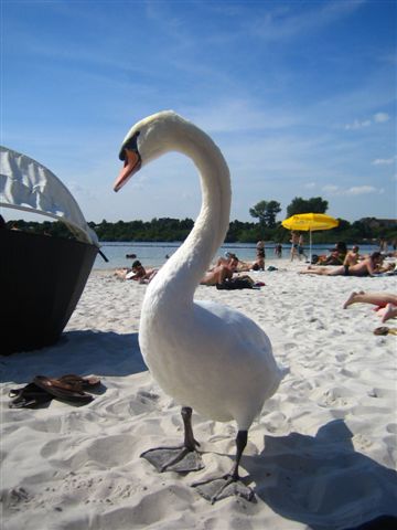 Schwan im Beachclub