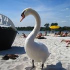 Schwan im Beachclub