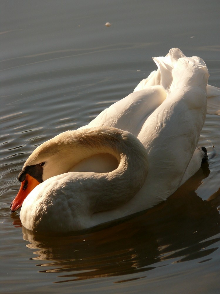 Schwan im Bischofsheimer(Maintal) Gänseweiher