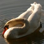 Schwan im Bischofsheimer(Maintal) Gänseweiher