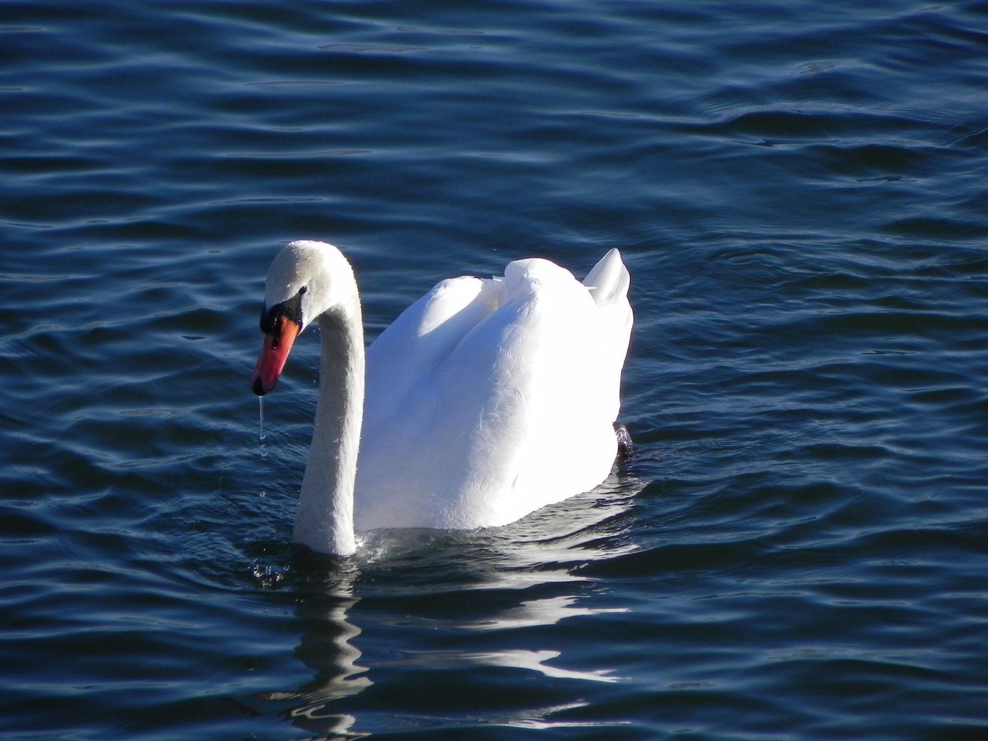 Schwan im Blau