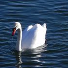 Schwan im Blau