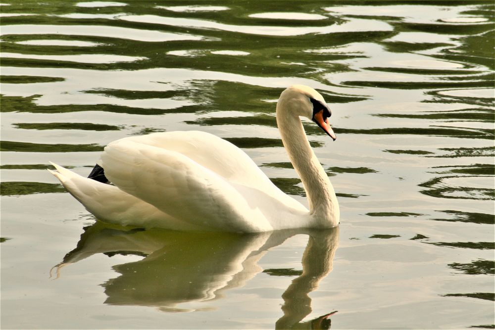 Schwan im Blücherpark 1