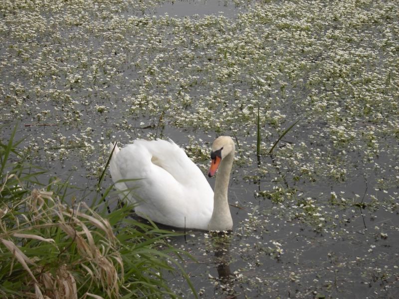 Schwan im Blütensee