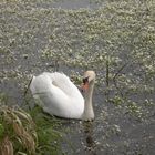 Schwan im Blütensee