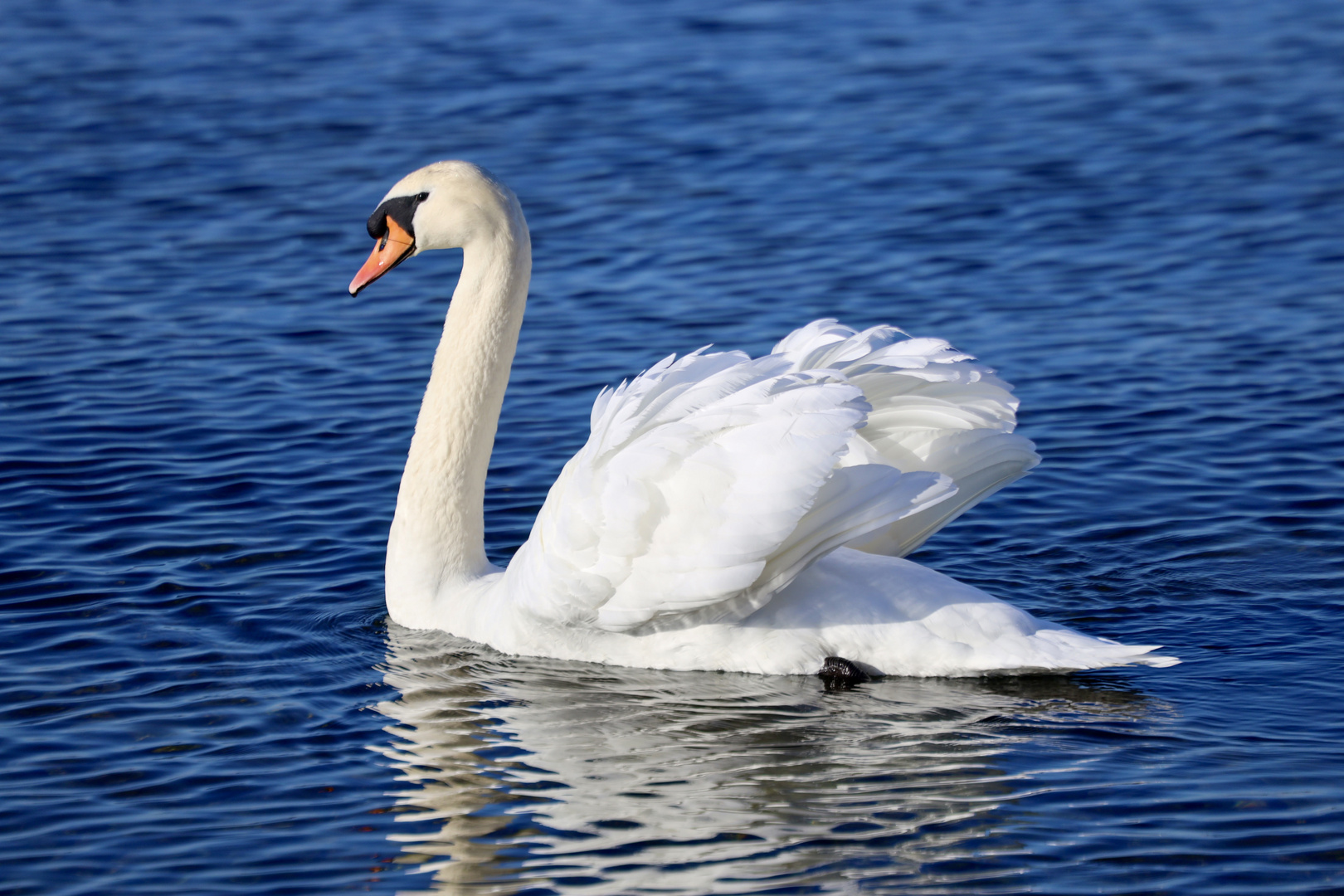 Schwan im Bodensee Foto & Bild tiere, wildlife, wild lebende vögel