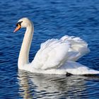 Schwan im Bodensee