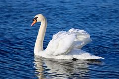 Schwan im Bodensee